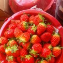 ❤ 딸기 & 밀감 수량한정 특가판매! 배달1시부터진행 ❤ 이미지