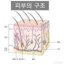 피부이야기 이미지