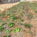 노지하우스 이미지