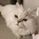 캣 미용실 이미지