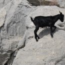 백봉흑염소 이미지