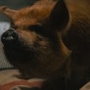 피그로드 이미지