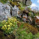 Saxifraga moschata 이미지