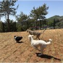 굿데이독 케어센터 | 하남애견호텔 굿데이독, 반려견에게 꼭 맞는 맞춤형 케어를 만날 수 있는 곳