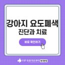 VIP동물의료센터 동대문점 | 강아지 요도 폐색 진단과 치료, VIP동물의료센터 동대문점