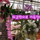 드림난원