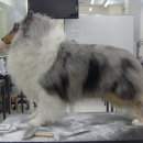 그루밍쇼 이미지