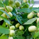 솔밭농장 이미지