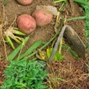 고일농장 이미지