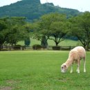 양평목장 이미지