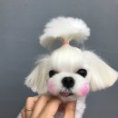 도그판타지 이미지