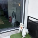 우리안 펜션 | [양평펜션] 반려견동반가능 몽이네펜션 내돈내산 숙박후기