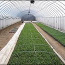 경북농업기술원 영양고추시험장 이미지