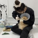 무마취 고양이 미용실 반할고양 | 김포고양이미용실 중성화 안한 페르시안냥이가 전신뭉친털 제거하러 첫 무마취미용 왔어요