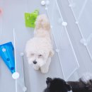 댕댕큘럼 이미지