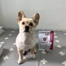 월드덴탈 | 강아지 덴탈껌 케어바이 헬씨스케일러