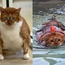 비만고양이 이미지