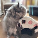 도라굿즈 솜방망이 미니러그 (고양이 발바닥 커스텀)