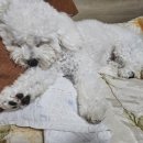 화명동 애견미용 강아지 유치원 하이그룸 이미지