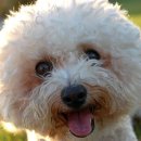 프리제(frise) 이미지