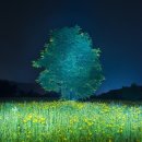 푸른나무 이미지
