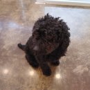 (주)준펫 이미지