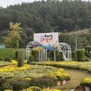 진도하루 | 진도 국화축제 가을 향기 가득한 2025 보배섬 축제 후기