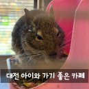 서구매점 | 대전파충류카페 노루벌매점 후기 아이와 가볼만한 대전 도마뱀 카페