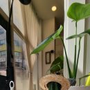 제이콥스네일