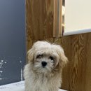 도도그루밍 이미지