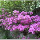 연산홍 - 용인시 처인구 한터로 34 | 연산홍