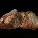 우석헌자연사박물관 이미지