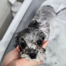 빛나펫살롱 이미지