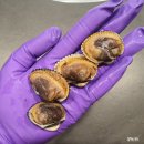 반도 | 꼬막 맛있게 삶는 방법 꼬막 해감하는 방법 꼬막 씻는 방법 반도수산 내돈내산 후기