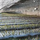 안진농장 이미지