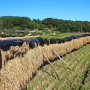 바우길 10구간 이미지