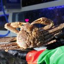 크래버대게나라 이미지