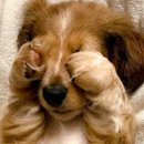 로로하우스 이미지