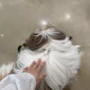 귀여워 강아지 네이버블로그