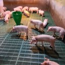 경기양돈 이미지