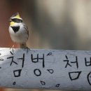 노랑신호