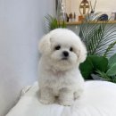 장흥켄넬 | 진실된 애견분양 모량뿜뿜 비숑프리제 (춘천,남양주,인천) 마리켄넬