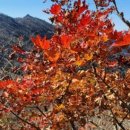 국향만리 화순8경 | 지리산 vs 무등산 단풍 시즌-지리산은 단풍은10월 13일 시작, 10월 23일 절정이고 무등산 단풍은 10...
