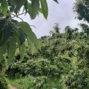 진한농장 이미지