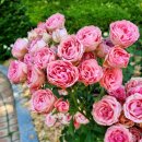 리윤피부과의원 이미지