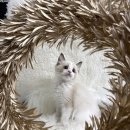 행복한집사 이미지