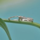 향기고운Ⅱ 이미지