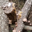 원목농장 이미지