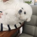 네오펫동물메디컬센터 이미지