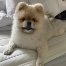 ㈜여주자원환경 | 야매봉사만 하다가 진짜봉사를 하고 맘이 푸근해짐. 유기반려동물 봉사 후기(반려마루 여주)